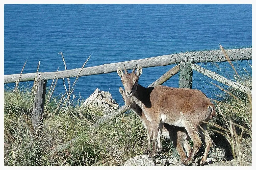 Paraje Natural de los Acantilados de Maro-Cerro Gordo en Nerja — detalle (5 de 19)